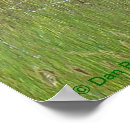 A36 Pronghorn Antelope Buck Poster (Hoek)