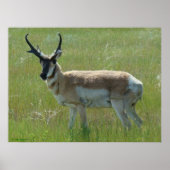 A36 Pronghorn Antelope Buck Poster (Voorkant)