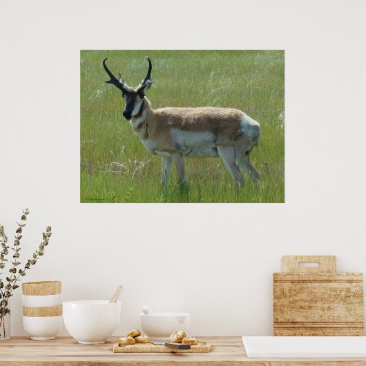 A36 Pronghorn Antelope Buck Poster (Keuken)