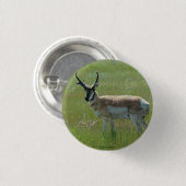 A36 Pronghorn Antelope Buck Ronde Button 3,2 Cm (Voorkant /achterkant)