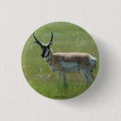 A36 Pronghorn Antelope Buck Ronde Button 3,2 Cm (Voorkant)
