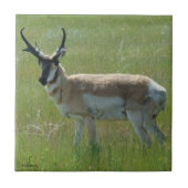 A36 Pronghorn Antelope Buck Tegeltje (Voorkant)