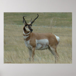 A37 Gaffelantilope Kromme Hoorns Poster