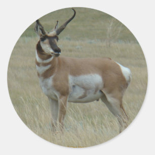 A37 Gaffelantilope Kromme Hoorns Ronde Sticker