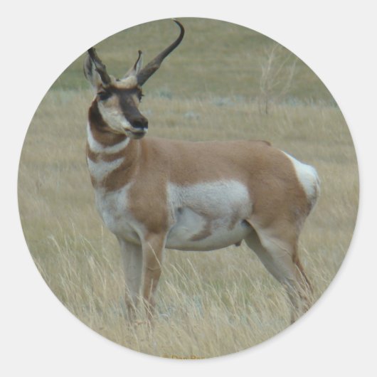 A37 Gaffelantilope Kromme Hoorns Ronde Sticker (Voorkant)