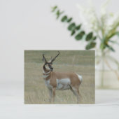 A37 Gaffelantilope mannetje Kromme horens Briefkaart (Staand voorkant)