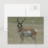 A37 Gaffelantilope mannetje Kromme horens Briefkaart (Voorkant / Achterkant)