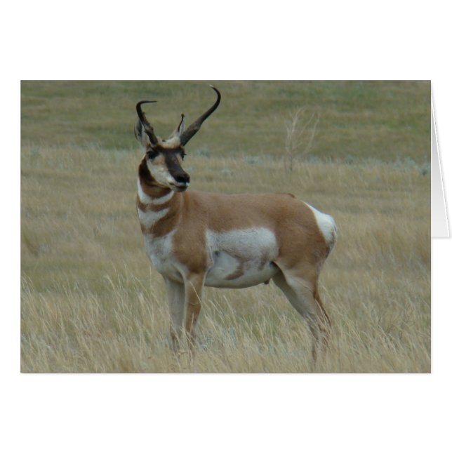 A37 Pronghorn Antelope Big Buck Crooked Horns (Voorkant Horizontaal)