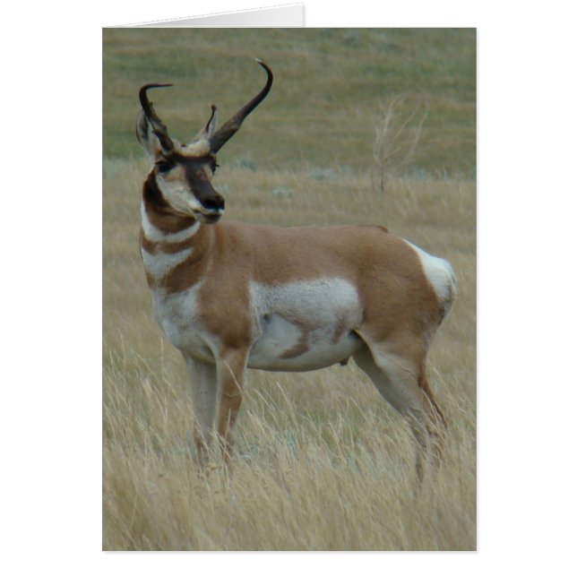 A37 Pronghorn Antelope Big Buck Crooked Horns (Voorkant)