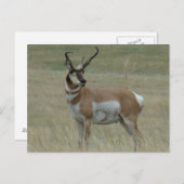 A37 Pronghorn Antelope Buck Crooked Horns Briefkaart (Voorkant / Achterkant)