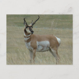 A37 Pronghorn Antelope Buck Crooked Horns Briefkaart
