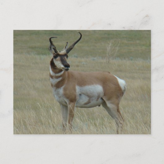 A37 Pronghorn Antelope Buck Crooked Horns Briefkaart (Voorkant)
