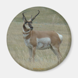 A37 Pronghorn Antelope Buck Crooked Horns Magneet
