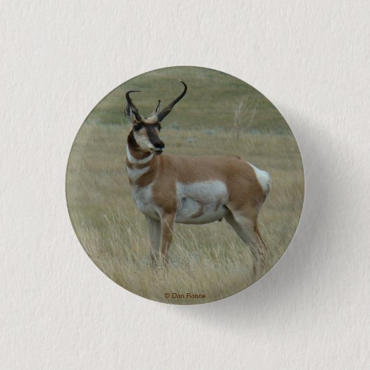 A37 Pronghorn Antelope Buck Crooked Horns Ronde Button 3,2 Cm (Voorkant)
