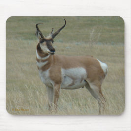 A37 Pronghorn Antelope Crooked Horns Muismat