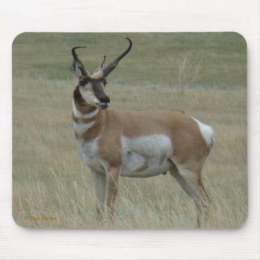 A37 Pronghorn Antelope Crooked Horns Muismat (Voorkant)