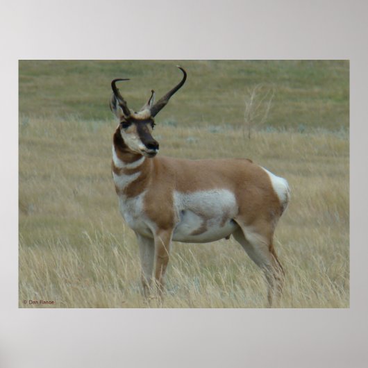 A37 Pronghorn Antelope Crooked Horns Poster (Voorkant)
