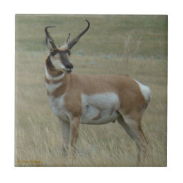 A37 Pronghorn Antelope Crooked Horns Tegeltje