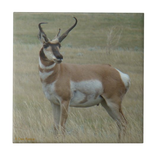 A37 Pronghorn Antelope Crooked Horns Tegeltje (Voorkant)