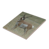 A37 Pronghorn Antelope Crooked Horns Tegeltje (Zijkant)