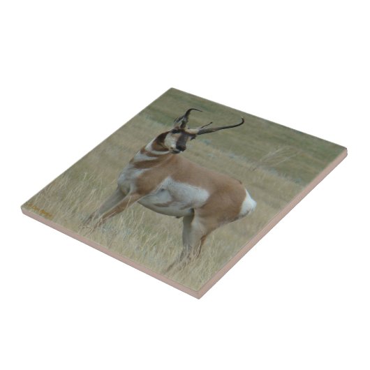 A37 Pronghorn Antelope Crooked Horns Tegeltje (Zijkant)