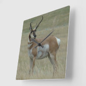A37 Pronghorn Antelope Crooked Horns Vierkante Klok (Hoek)