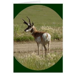 A39 Gaffelbok-antilope mannetje