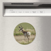 A39 Gaffelbok-antilope mannetje Magneet (Insitu (Vaatwasser))