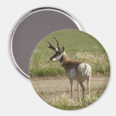 A39 Gaffelbok-antilope mannetje Magneet (Voorkant / Achterkant)
