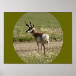 A39 Gaffelbok-antilope mannetje Poster