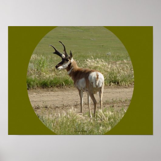 A39 Gaffelbok-antilope mannetje Poster (Voorkant)