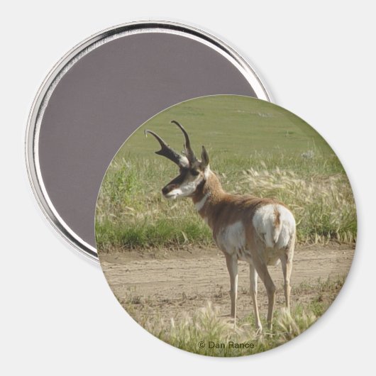 A39 Pronghorn Antelope Buck Magneet (Voorkant / Achterkant)