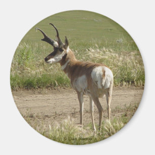 A39 Pronghorn Antelope Buck Magneet