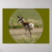 A39 Pronghorn Antelope Buck Poster (Voorkant)