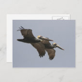 A3 Pelican Pair Briefkaart (Voorkant / Achterkant)