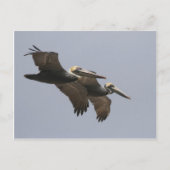 A3 Pelican Pair Briefkaart (Voorkant)