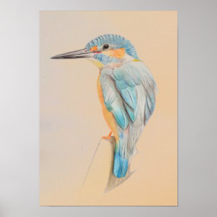 A3 Prachtige Kingfisher Pencil Tekening Afdruk Poster
