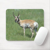 A3 Pronghorn Antelope Buck Muismat (Met muis)
