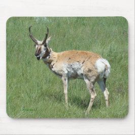 A3 Pronghorn Antelope Buck Muismat