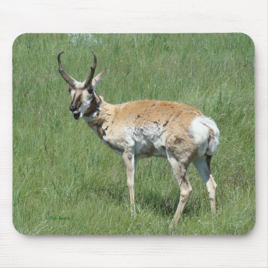 A3 Pronghorn Antelope Buck Muismat (Voorkant)