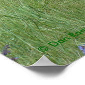 A3 Pronghorn Antelope Chewing Buck Poster (Hoek)