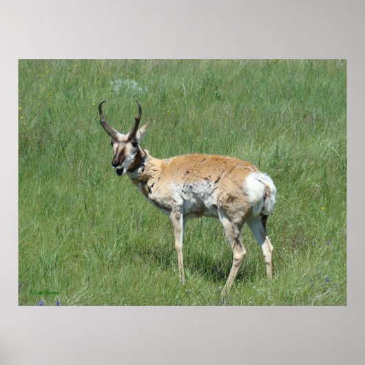 A3 Pronghorn Antelope Chewing Buck Poster (Voorkant)