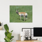 A3 Pronghorn Antelope Chewing Buck Poster (Thuiskantoor)