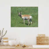A3 Pronghorn Antelope Chewing Buck Poster (Keuken)