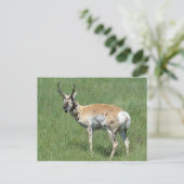 A3 Pronghorn Antelope Kauwoog Briefkaart (Staand voorkant)