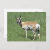 A3 Pronghorn Antelope Kauwoog Briefkaart (Voorkant / Achterkant)