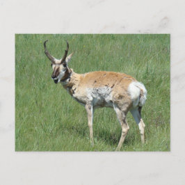 A3 Pronghorn Antelope Kauwoog Briefkaart