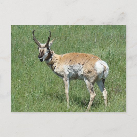 A3 Pronghorn Antelope Kauwoog Briefkaart (Voorkant)