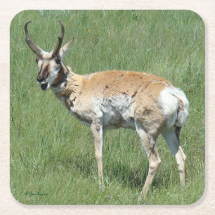 A3 Pronghorn Antelope Kauwoog Kartonnen Onderzetters