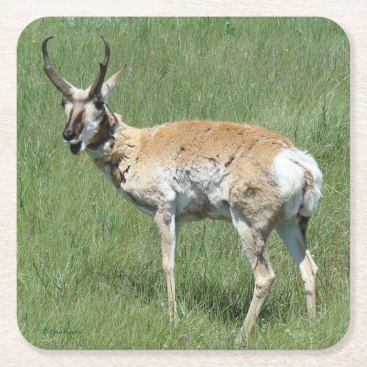 A3 Pronghorn Antelope Kauwoog Kartonnen Onderzetters (Voorkant)